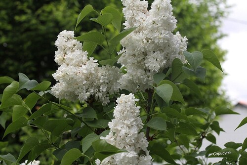 Les fleurs désuètes des jardins de grand-mères