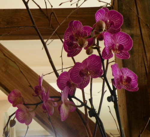 Les quatre saisons de l'orchidée