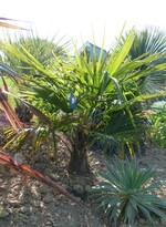 trachycarpus wagnerianus x Trachycarpus sp nainital