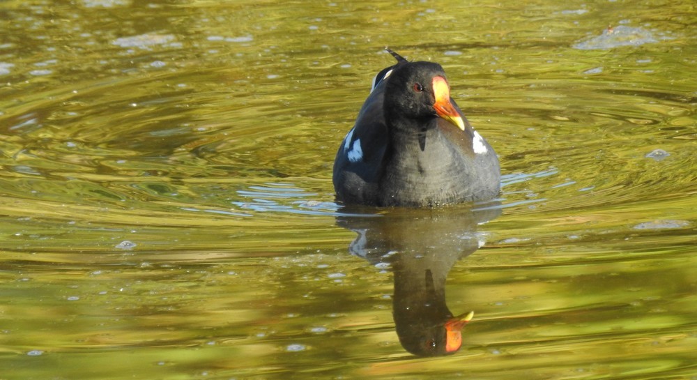 Foulques macroule et poules d'eau...