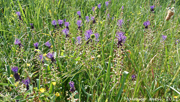 Muscari comosum - muscari à toupet