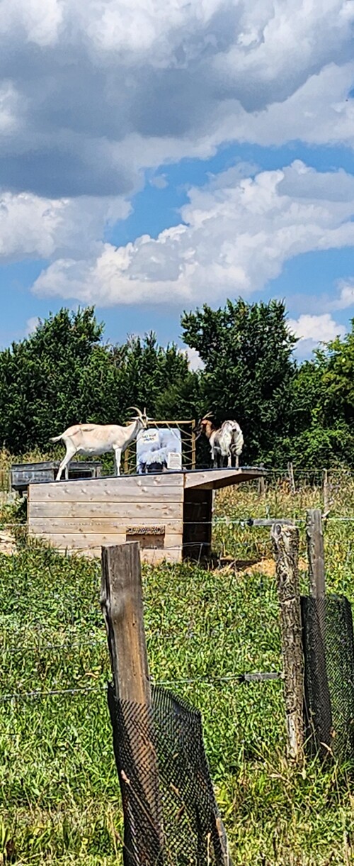  Sortie au parc du Coq à l'Âne