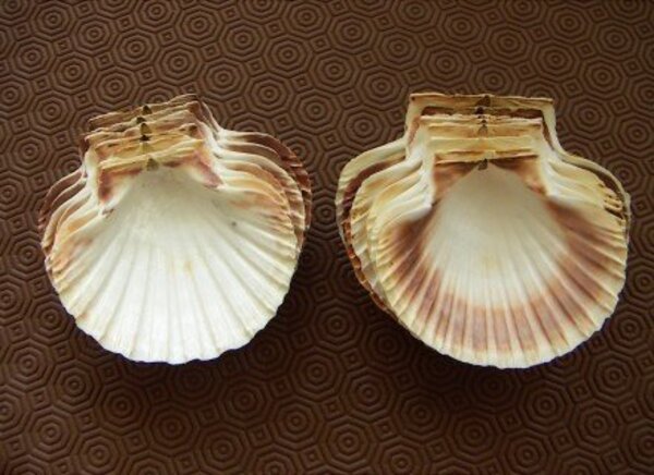 -coquilles-vides-.jpg