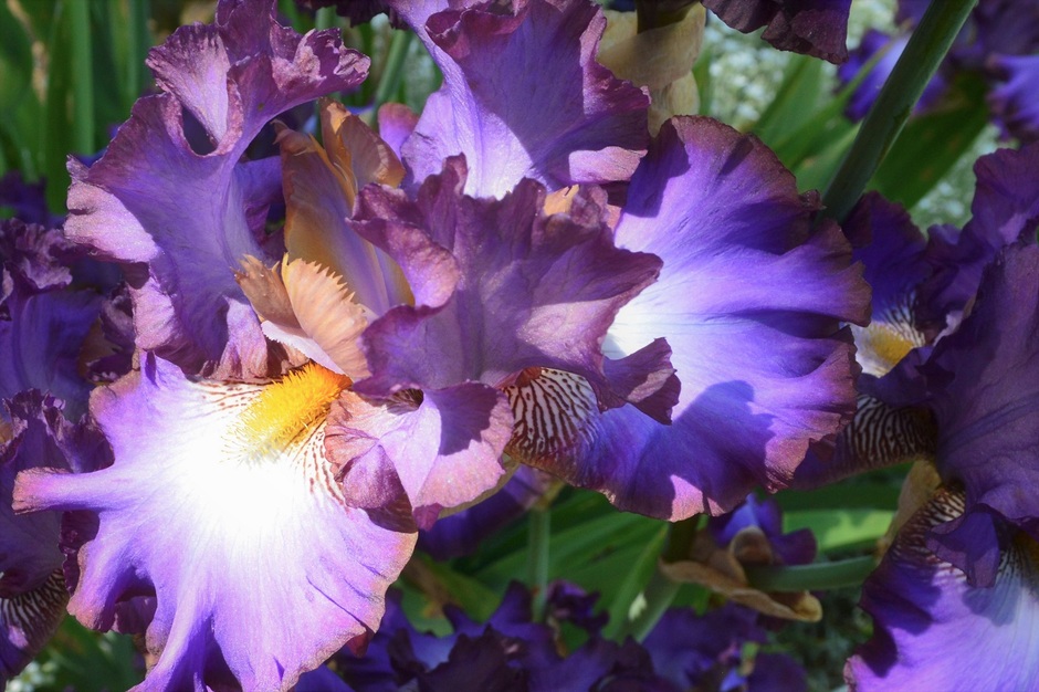 Iris, Parc Floral d'Orléans