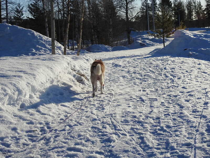 Chiens des glaces