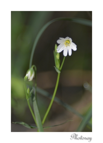 Fleurs sauvages