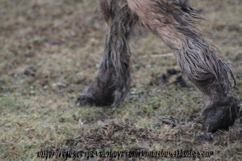 Les poneys d'Epagne Epagnette ....