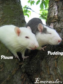 Photo Rat, Ploum et Pudding - 08.06.11