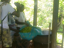 Cueillette des fleurs d'ylang à Combani
