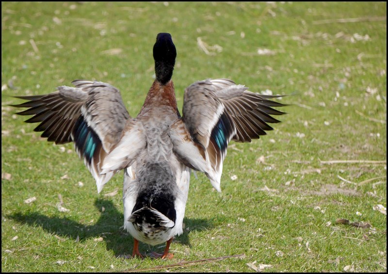 Canards en folie