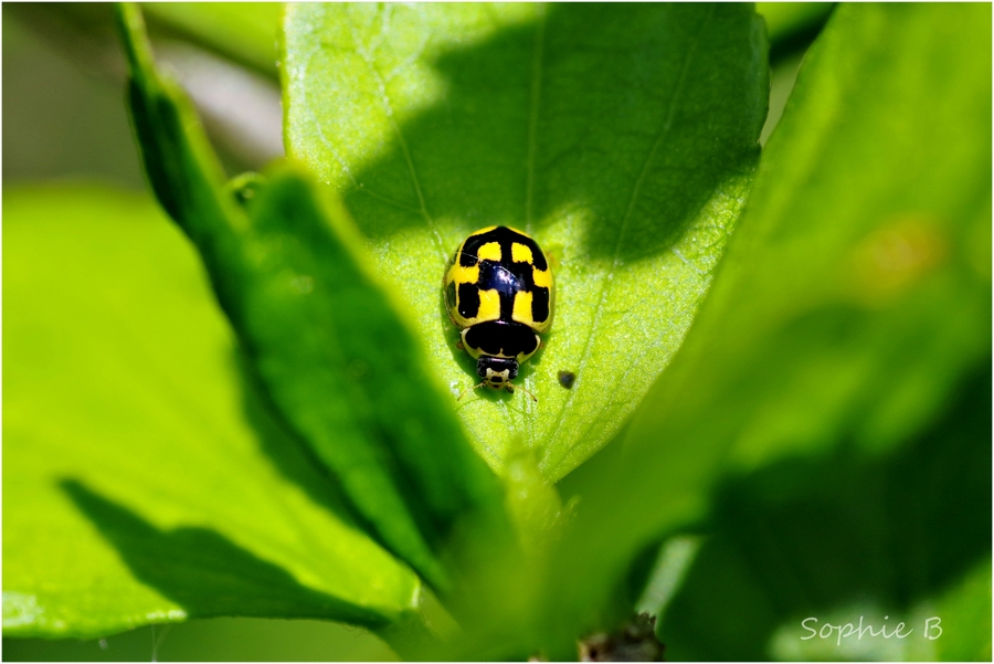 Coccinelles , suite et fin .