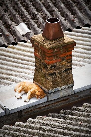07 - Des chats sur les toits