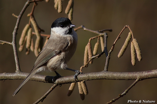 Mésange nonnette