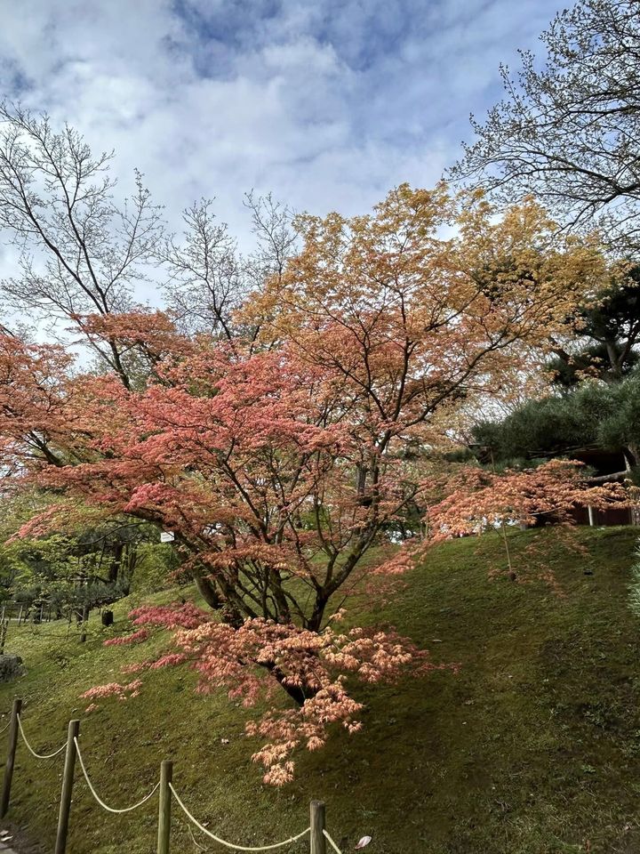 Jardin japonais