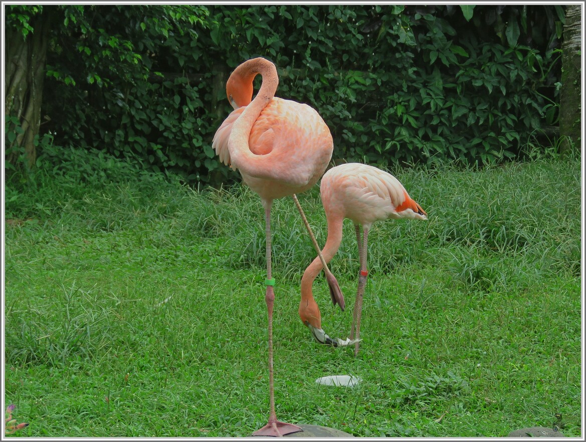 Guadeloupe les flamands rose 2017