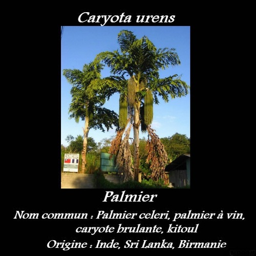 Caryota urens 