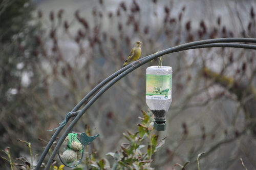 Les oiseaux 