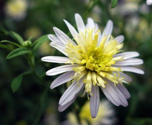 Fleurs cultivées : Kalimeris