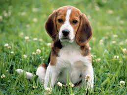 Beagle