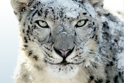 Snow Leopard (HD Nature Documentary)