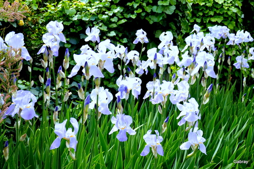 Mes iris bleus du jardin 