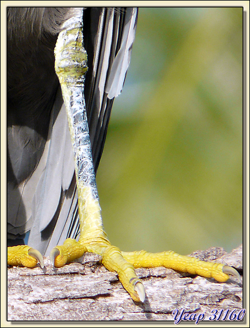 Aigrette de récif (Egretta sacra) - Motu Porou - Tahaa - Polynésie française