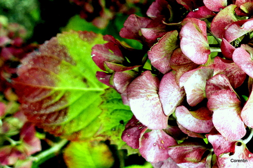 Fleurs d'hortensia