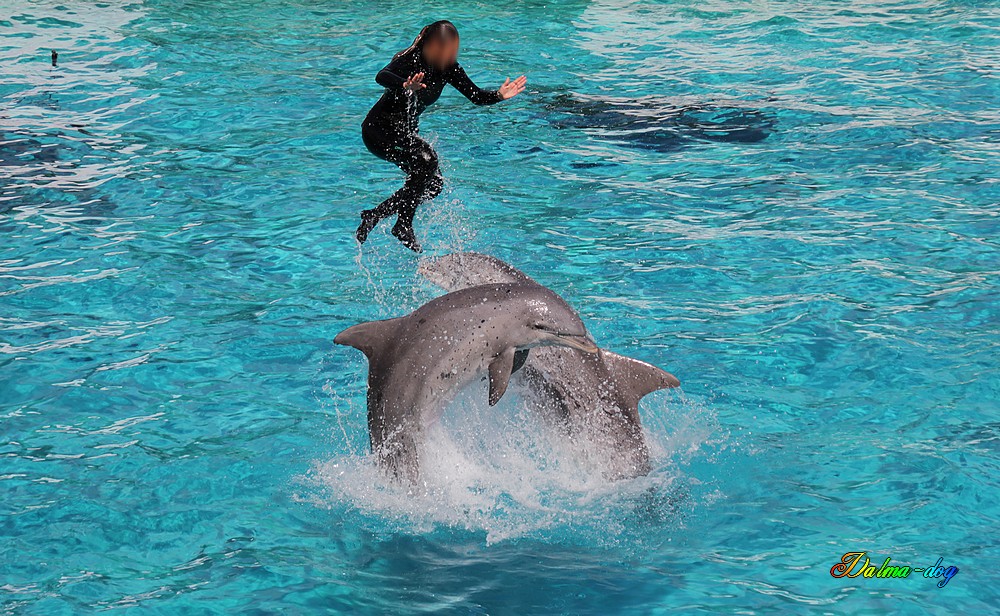 parc planete souvage "la cité marine"