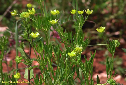 Bouton d'or Renoncule des champs Ranunculus arvensis (photoflora-free).jpg