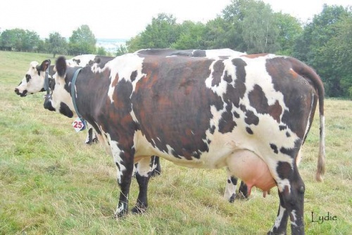 Vaches normandes à Livarot (Calvados)