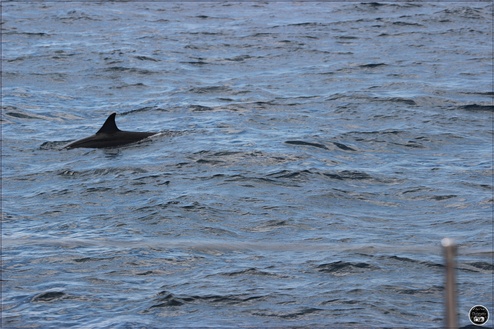 Nage avec les dauphins, à l'île Maurice