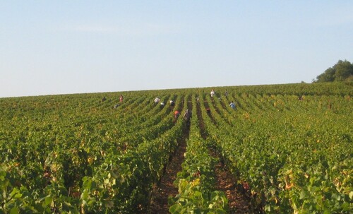 "Retour par les Vignes" - Mercredi 12 septembre 2018