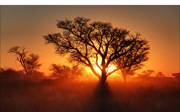 les_plus_beaux_arbres_du_monde_kalahari_coucher_soleil