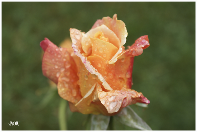 - Roses après la pluie