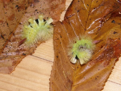La chenille