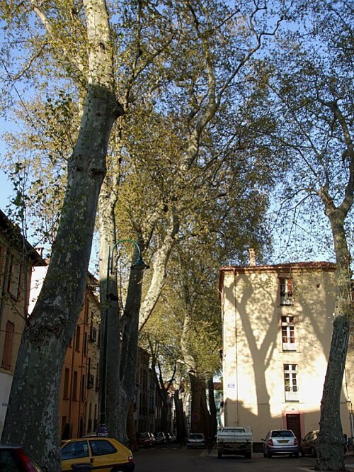 Céret, place de la Liberté