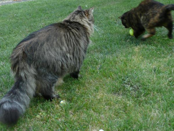 Chasse aux oeufs de Paques et chats