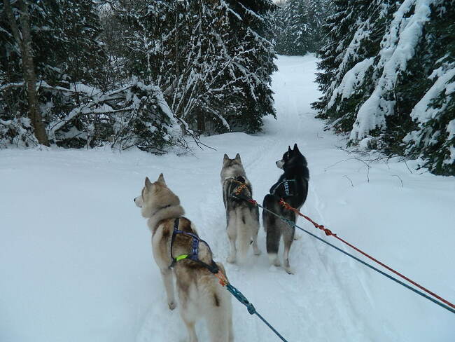 Chiens des glaces, chiens des neiges