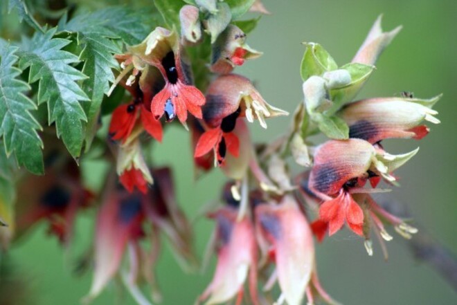 Melianthus comosus 3271