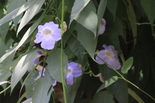 Fleurs d'Inde