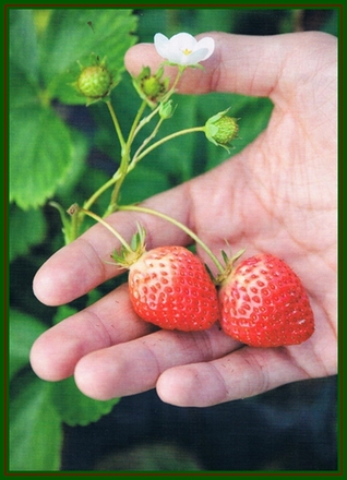 fraises 