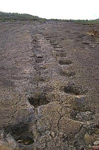 dinosaur-footprints