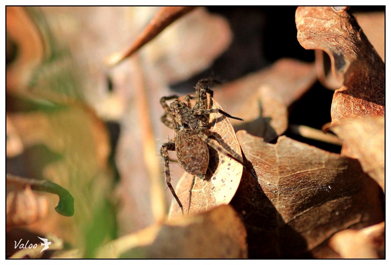 Sur un tapis de feuilles...