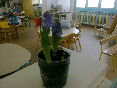 Des fleurs dans la classe...