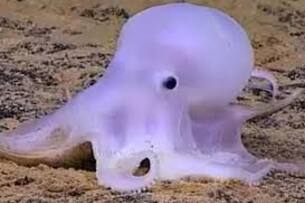 "Octopus Casper"