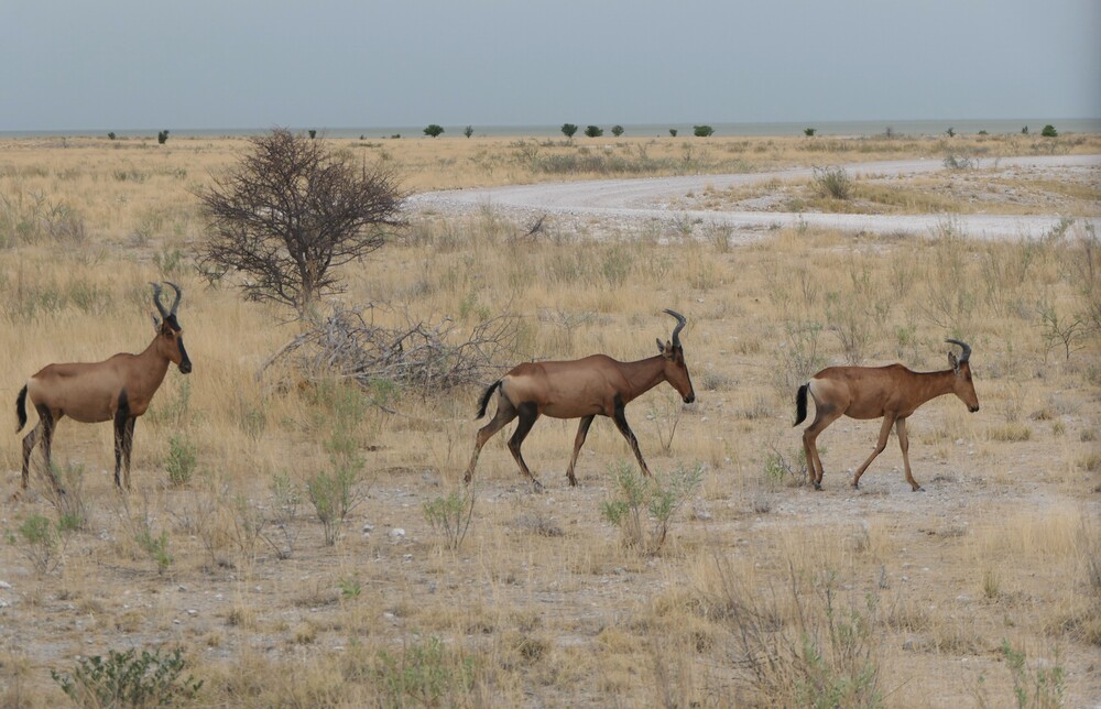 Parc national d'Etosha (2)