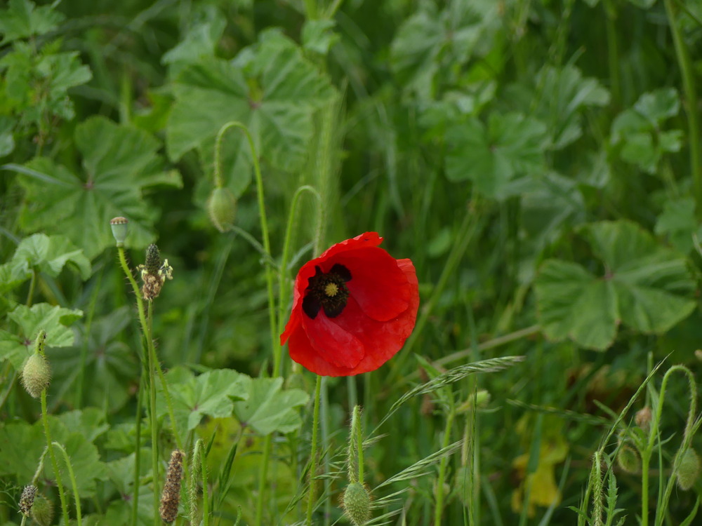 RENDEZ - VOUS  AU  JARDIN