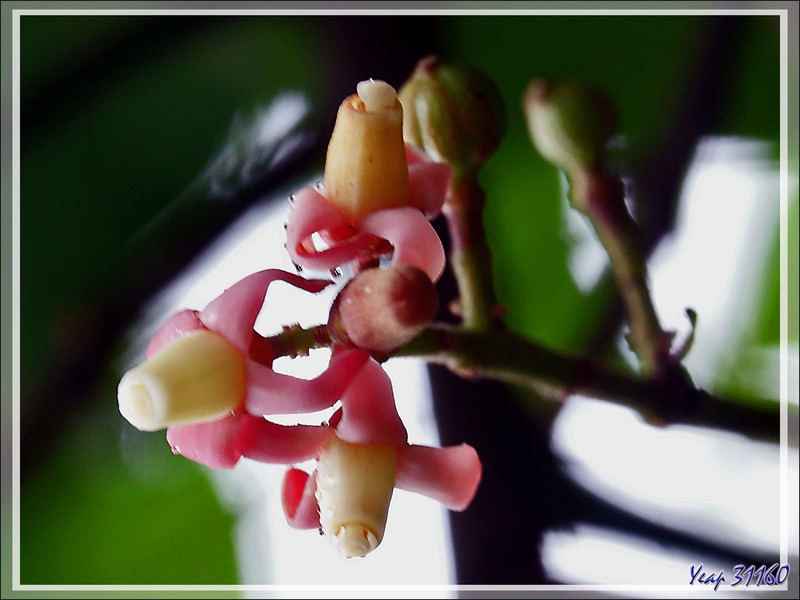 Petites fleurs roses d'arbre tropical indéterminé - Puerto Iguazu - Argentine