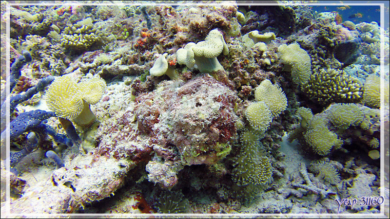  Sarcophyton ou Alcyonaire pédonculé ou Corail cuir, Stalked alcyonarian (Sarcophyton sp.) - Athuruga Reef - Atoll d'Ari - Maldives