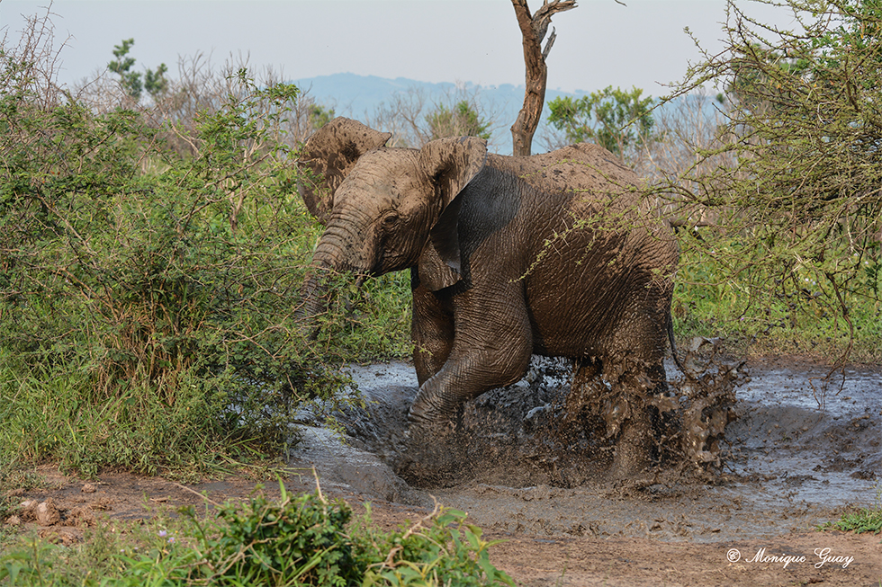 Eléphanteau jouant dans la boue